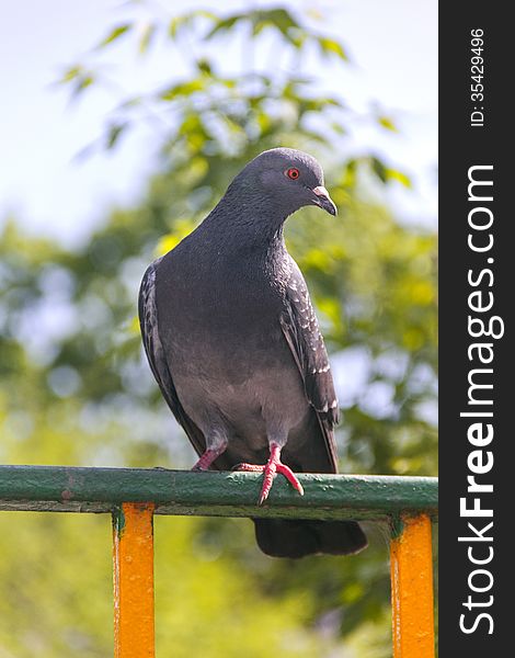 Grey dove on the fence in may sunny day