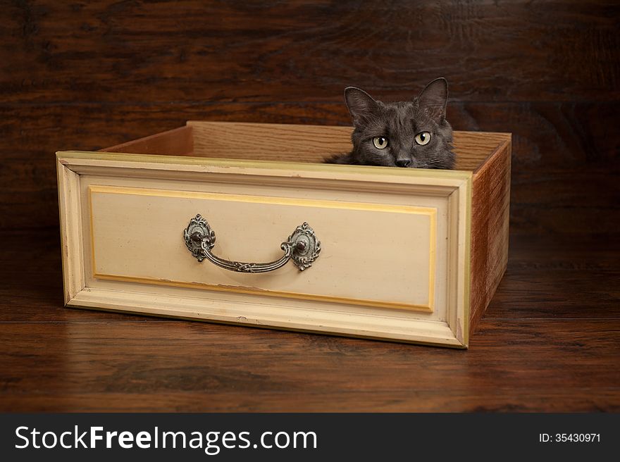 Studio shot of a gray Nebelung cat peeking out of a vintage yellow drawer. The Nebelung is a rare breed, similar to a Russian Blue, except with medium length, silky hair. Studio shot of a gray Nebelung cat peeking out of a vintage yellow drawer. The Nebelung is a rare breed, similar to a Russian Blue, except with medium length, silky hair.