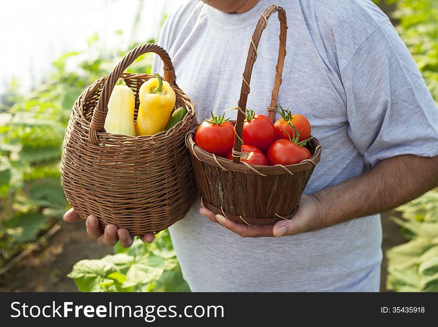 fresh vegetables basket-organic vegetables