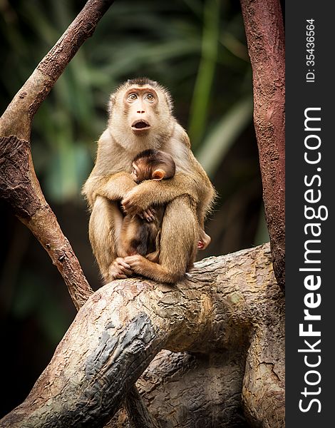 Monkey in tropical pavilion.