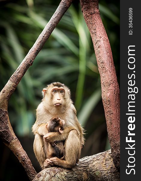 Monkey in tropical pavilion.