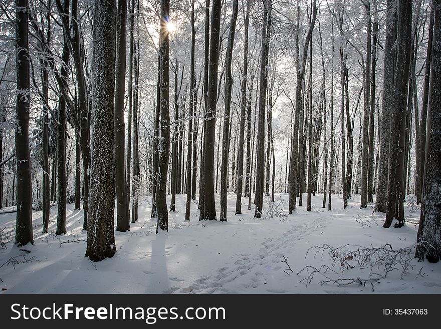 Winter snowy landscape with trees. Winter snowy landscape with trees