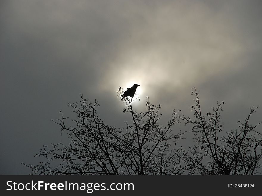 Raven sitting on a branch in the background solar