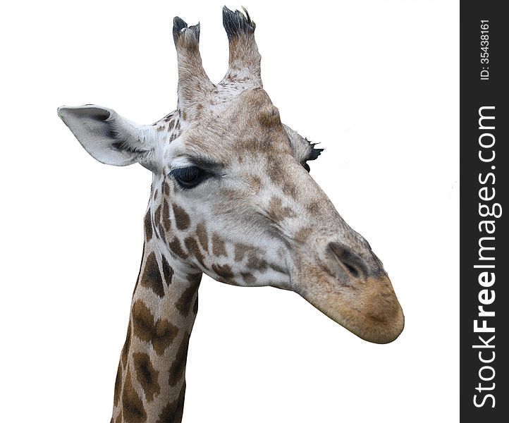 Head of a giraffe on a white background