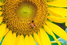 Sun Flower And Bee Stock Photo Sun Flower And Bee Stock Photo