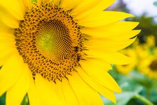Sun Flower And Bee Royalty Free Stock Photography
