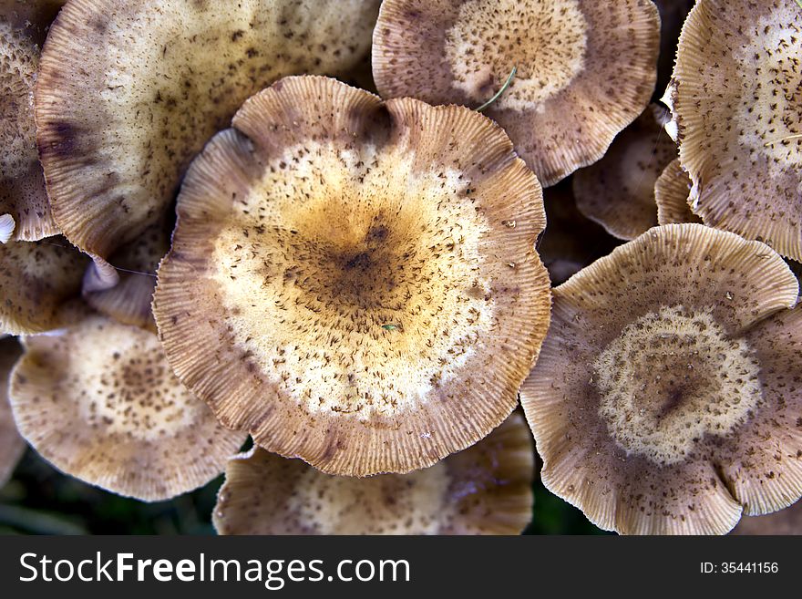 Group of beautiful mushrooms in autumn