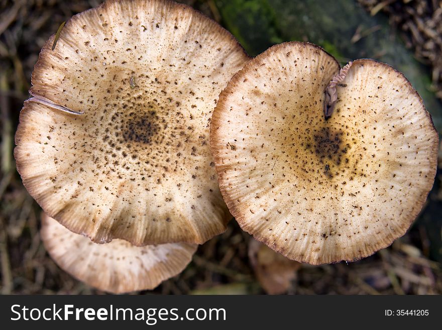 Group of beautiful mushrooms in autumn