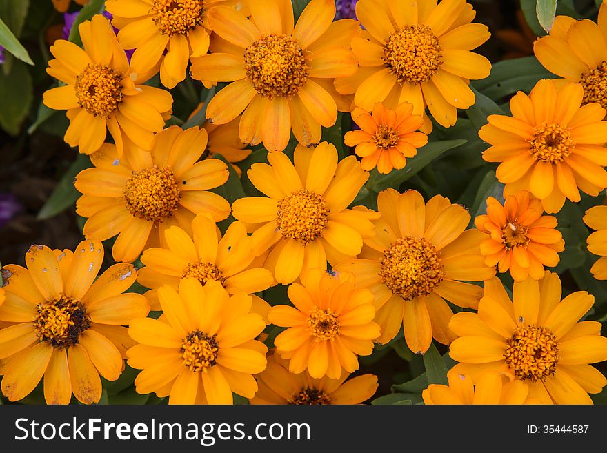 Yellow flower in the garden in Thailand.Flora