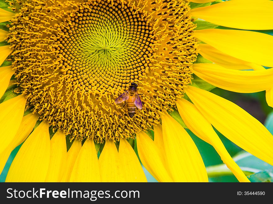 Sunflower and a bee on the sunflowers field. Sunflower and a bee on the sunflowers field