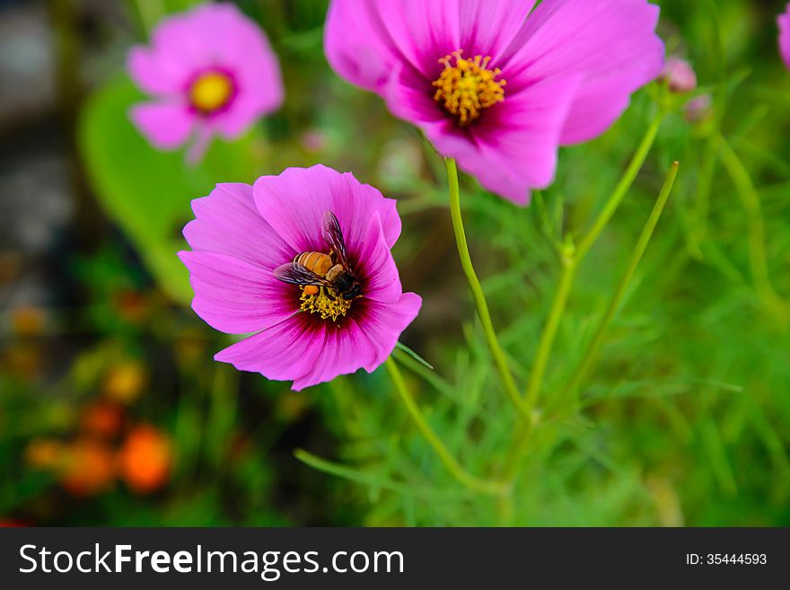 Beautiful Spring flower in the garden - floral background. Beautiful Spring flower in the garden - floral background