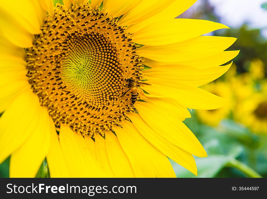 Sunflower and a bee on the sunflowers field. Sunflower and a bee on the sunflowers field