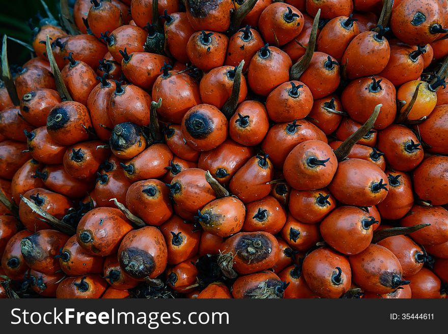 Ripe palm fruit ready to extract oil and other. Background.