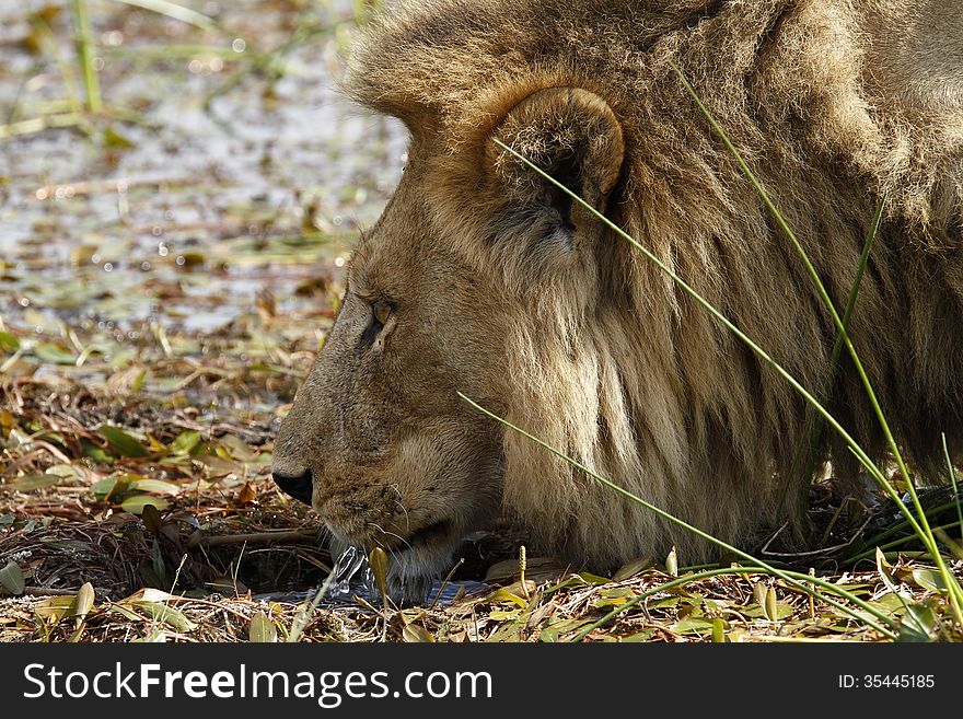 When lions drink their tongue rolls backwards the opposite to ours. When lions drink their tongue rolls backwards the opposite to ours.