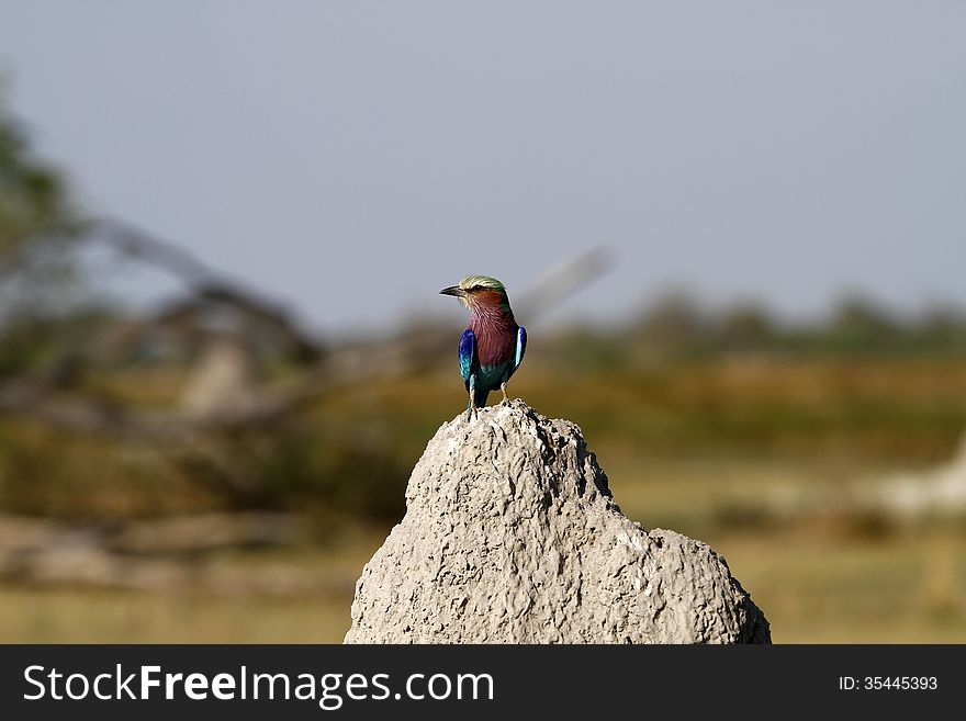 Kenya & Botswanas National bird, the beautiful Lilac-breasted Roller