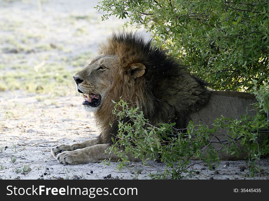 African Male Lion