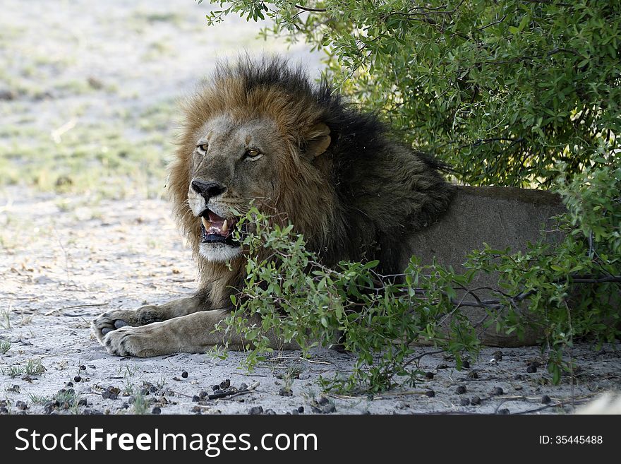 African Male Lion, these are what the tourists come to see. African Male Lion, these are what the tourists come to see