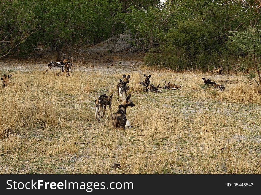 A Pack of African Wild Dogs
