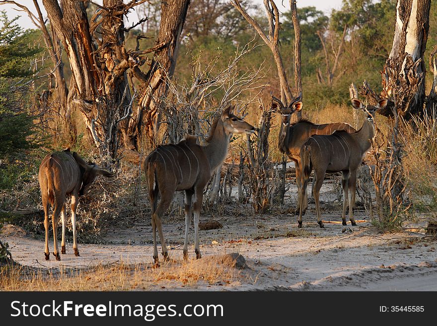 A browsing herd of Kudu