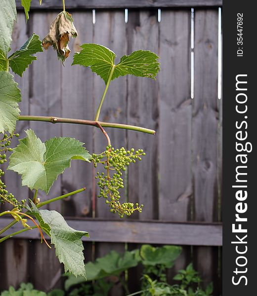 Unripe grapes grows about a fence on a kitchen garden. Unripe grapes grows about a fence on a kitchen garden