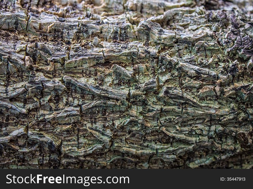 Grains on wood Bark, Syn ature Beautiful Orchid Pleurothallis Bulbophyllum thai Orchid