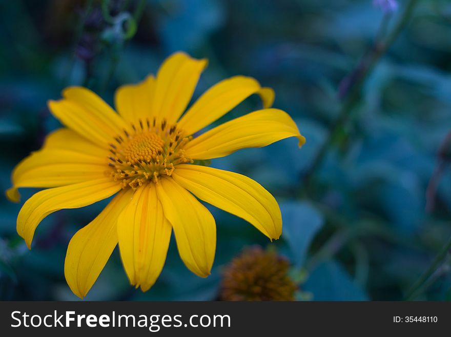 Mexican Sunflower Weed