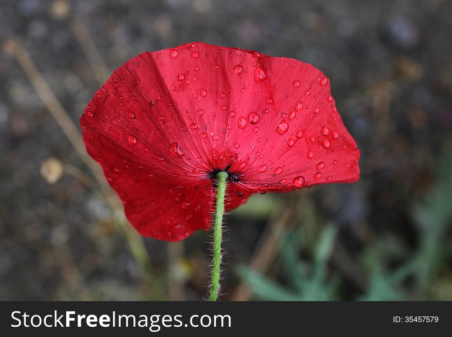 Rain drops on underside of Poppy, isolated. Rain drops on underside of Poppy, isolated