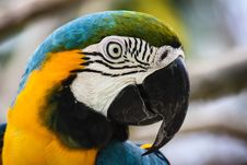 Macaw Stock Images