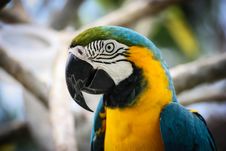 Macaw Stock Image