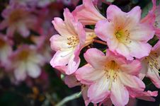 Beautiful Pink Rhododendron Flowers Stock Photography Beautiful Pink Rhododendron Flowers Stock Photography