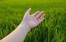 Hand On Paddy Field Royalty Free Stock Photo