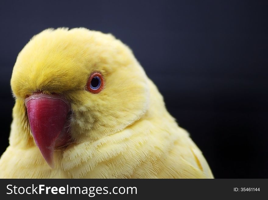 A yellow parrot with blue eyes.