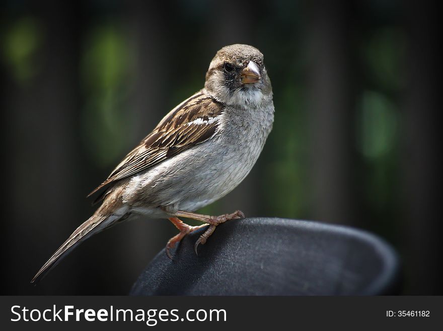 A sparrow on a chair