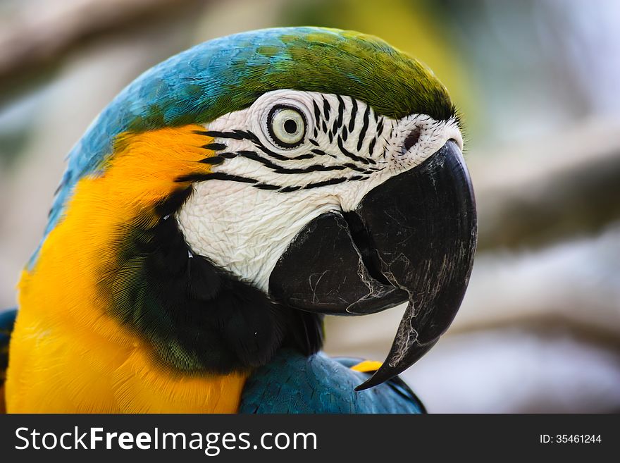 A blue and yellow macaw parrot