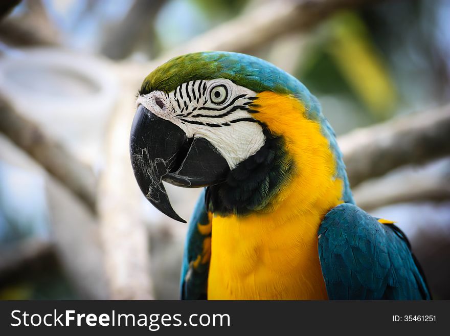 A blue and yellow macaw parrot