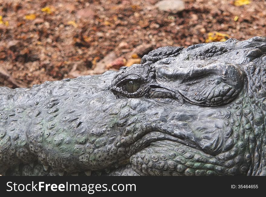Close up of Alligator head