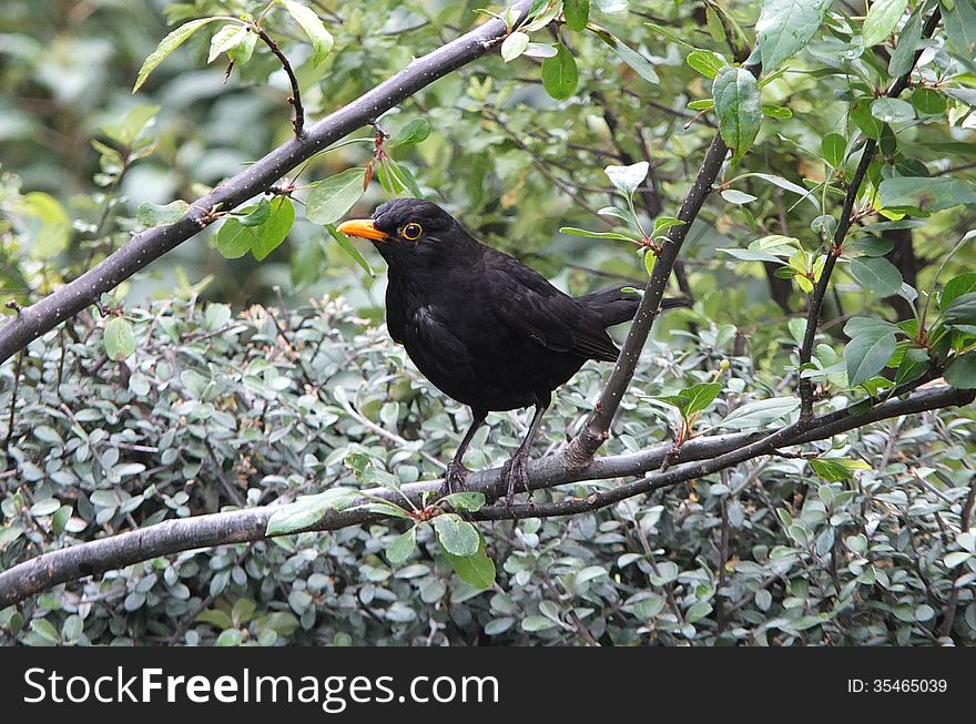 Blackbird in a garden on a tree branch