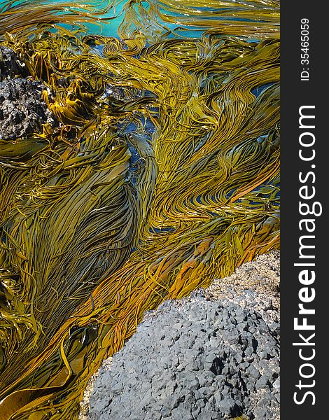 Kelp seaweed on coastal rocks New Zealand