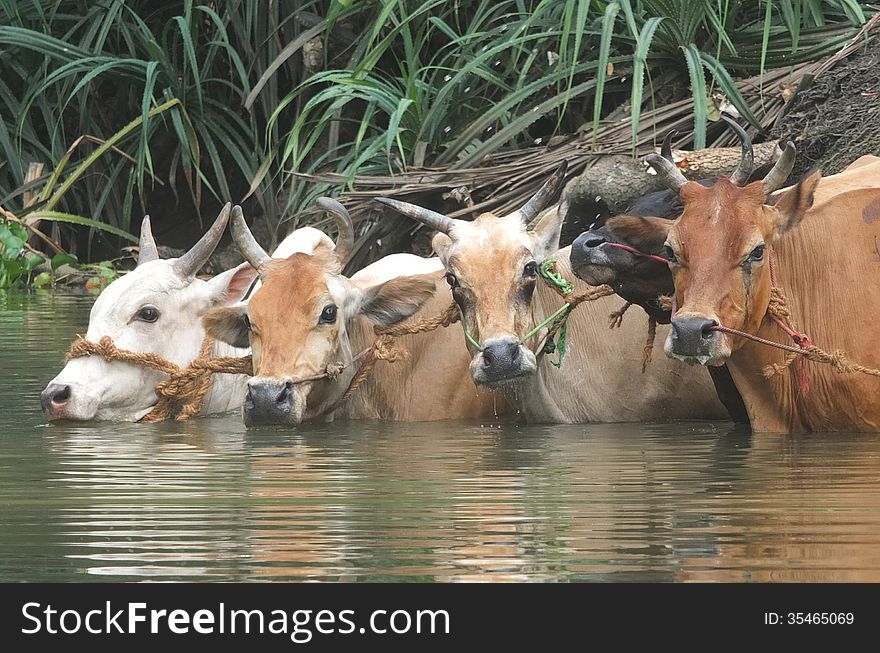 Five cattle enter into a river in India. Five cattle enter into a river in India
