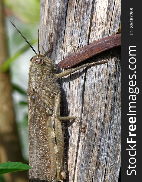 Adult Egyptian Locusts, one of the largest european grasshoppers (Anacridium aegyptium)