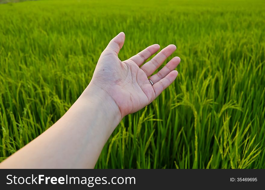 Hand on paddy field