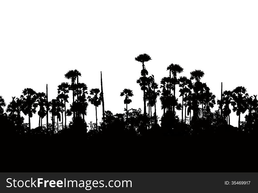 Silhouette sugar palm on white background