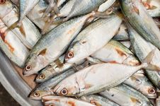 Fresh Sardine Fish At Market Stock Photos Fresh Sardine Fish At Market Stock Photos