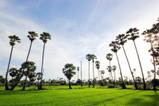 Green Rice Field With The Palm Tree Royalty Free Stock Photos