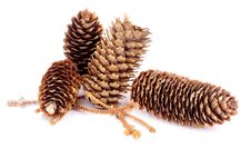 Fir Cones Stock Images Fir Cones Stock Images