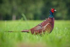 Pheasant Stock Image