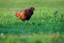 Pheasant Stock Images Pheasant Stock Images
