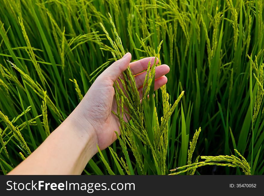 Green Rice Stalk on Farmer Hand. Green Rice Stalk on Farmer Hand