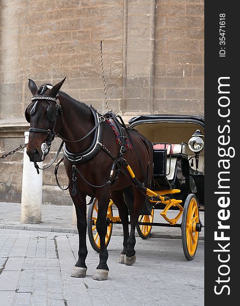 Closeup of nice vintage coach with big yellow wheels and horse. Closeup of nice vintage coach with big yellow wheels and horse