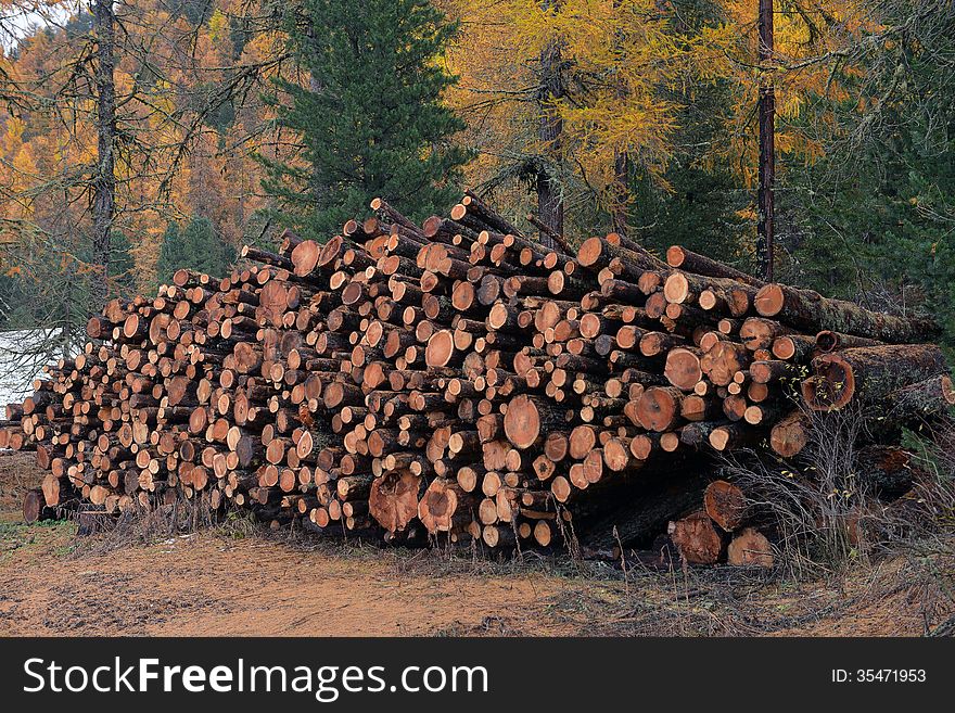 Larch logs at logging in the autumn forest